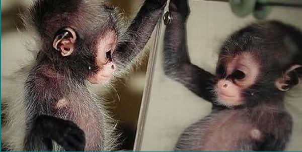 önismeret - szívtanoda - tükör